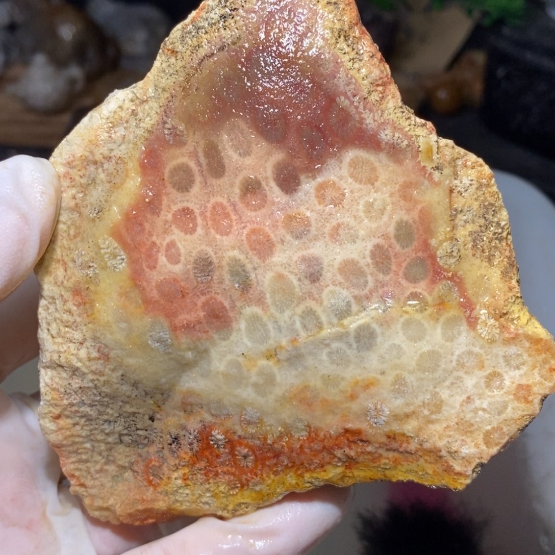 【闪购商品】硅化玉颈饰未镶嵌