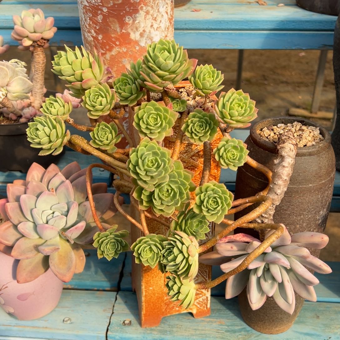 老桩绿蔷薇裸肉发