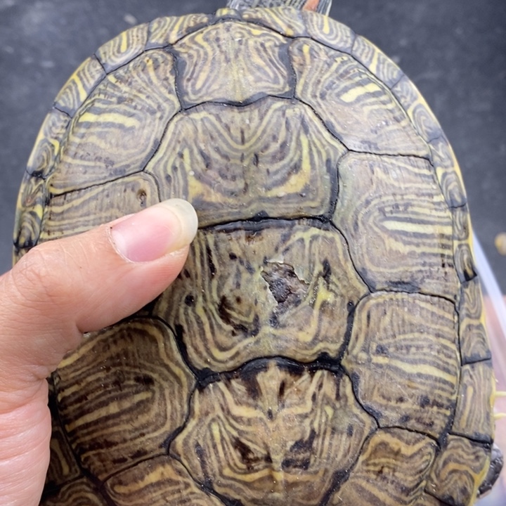 巴西彩龟母6666666