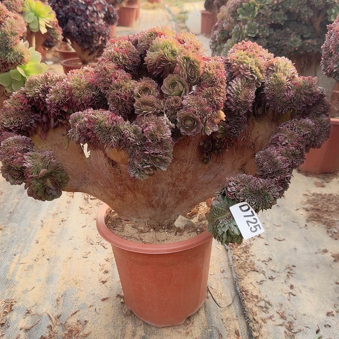 725万缀有伤一颗呀呀