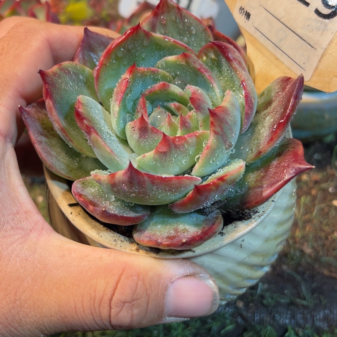 惊鸿一瞥629号多肉