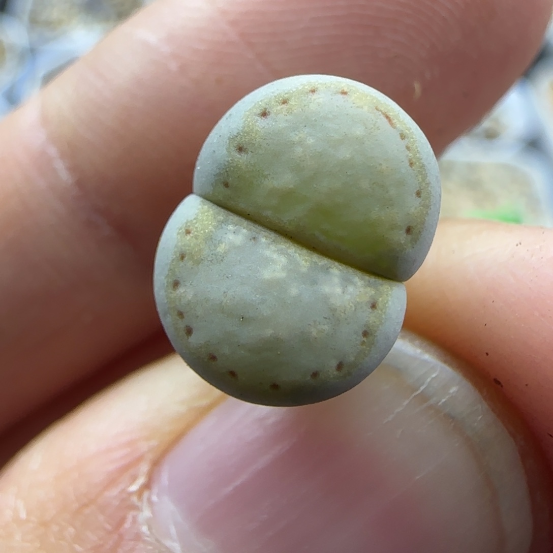 115金边饼干216 清框福利30包邮