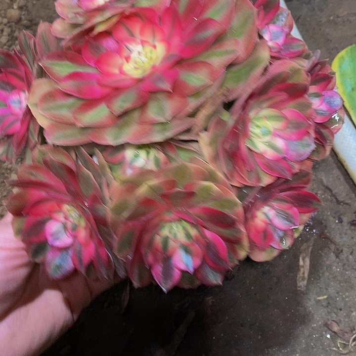 多肉植物保护研究所
