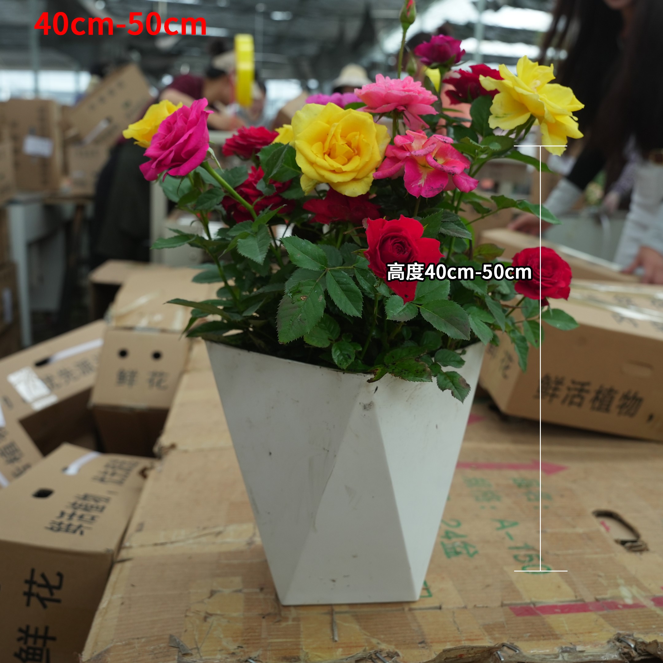 混色盆栽月季花苗带盆发货四季可种适合阳台种植
