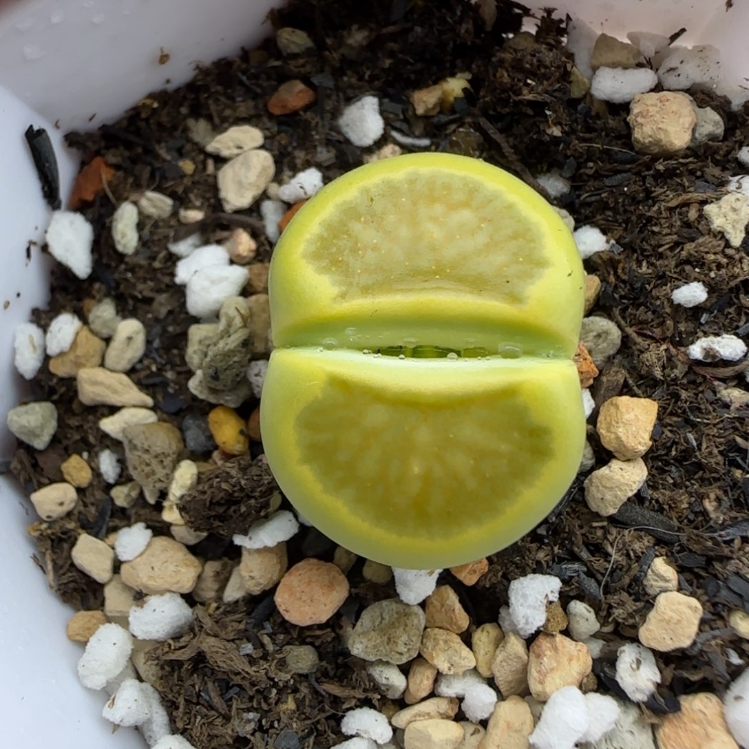 2黄巴黎绿菊福利大棚直播