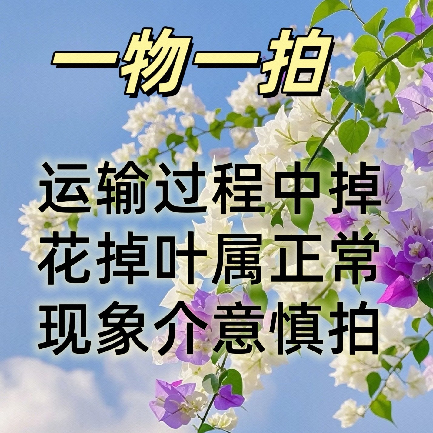 三角梅爬藤盆栽四季开花适合室内阳台庭院好养活