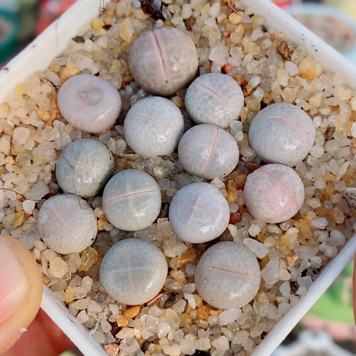 生石花花花花花花101