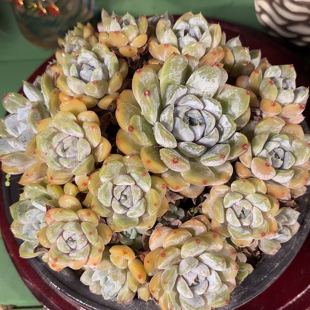 多肉植物啦啦啦啦啦