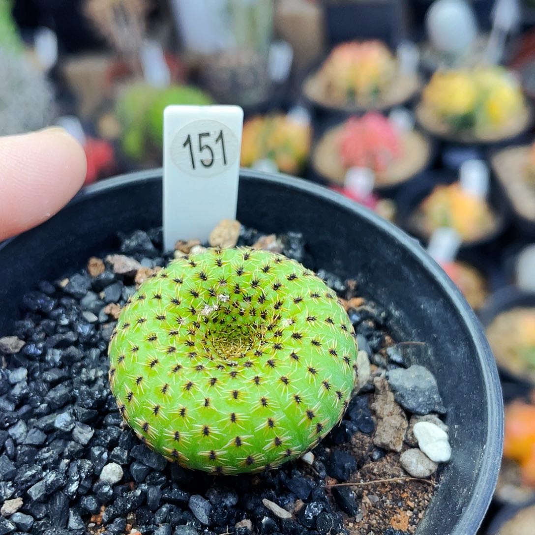 非偏远地区满25发货仙人球