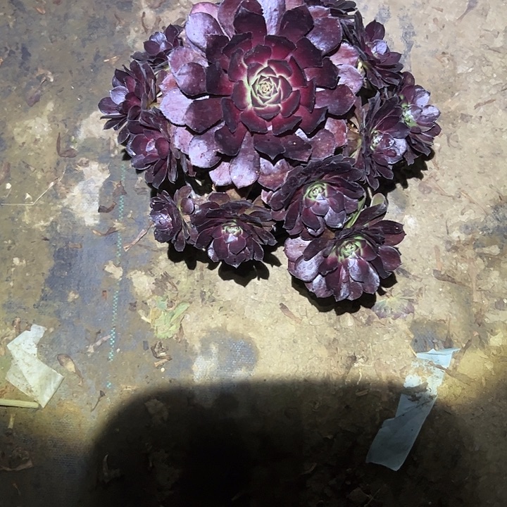 不包侧枝一物一拍161