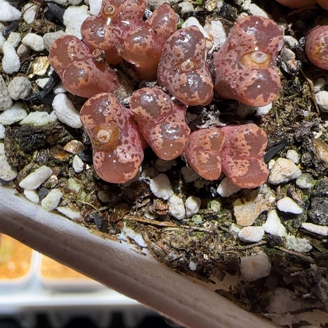 肉锥多肉植物百科-3km勋章1102