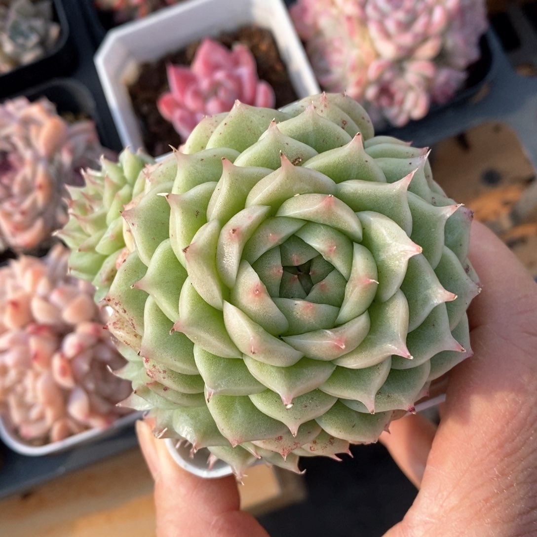 精品多肉一物一批不包整44