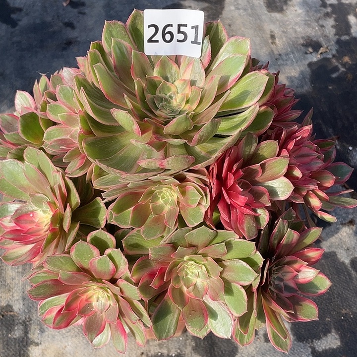 黑魔锦2651号多肉植物