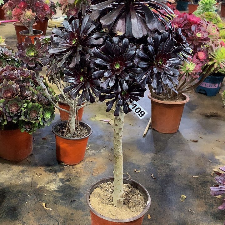 多肉墨法109000000