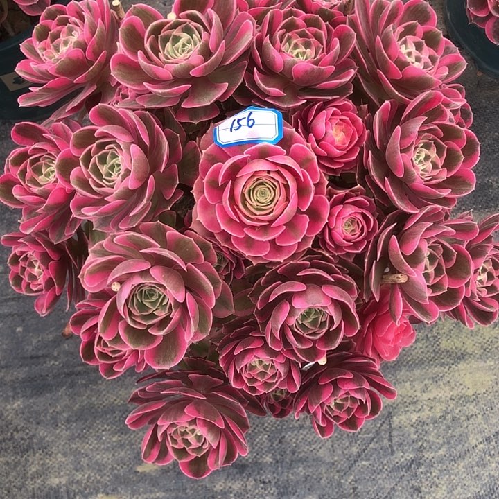 156粉女郎多肉法师