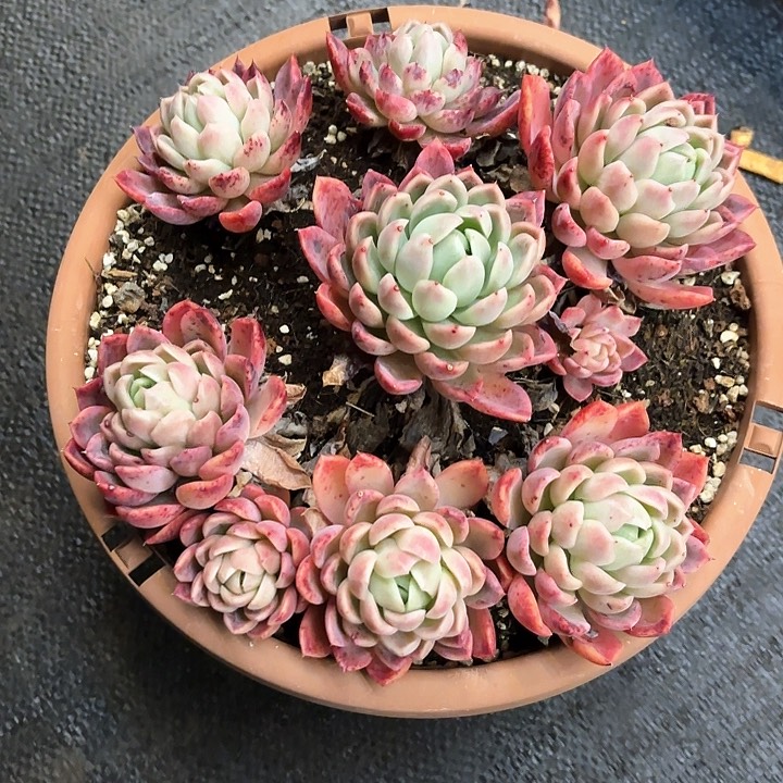 多肉植物，红女巫