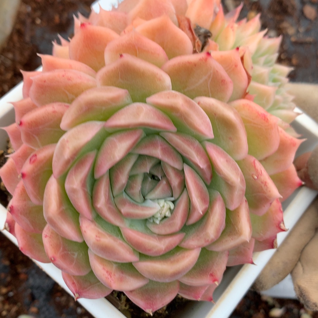 5279杂交多肉老桩