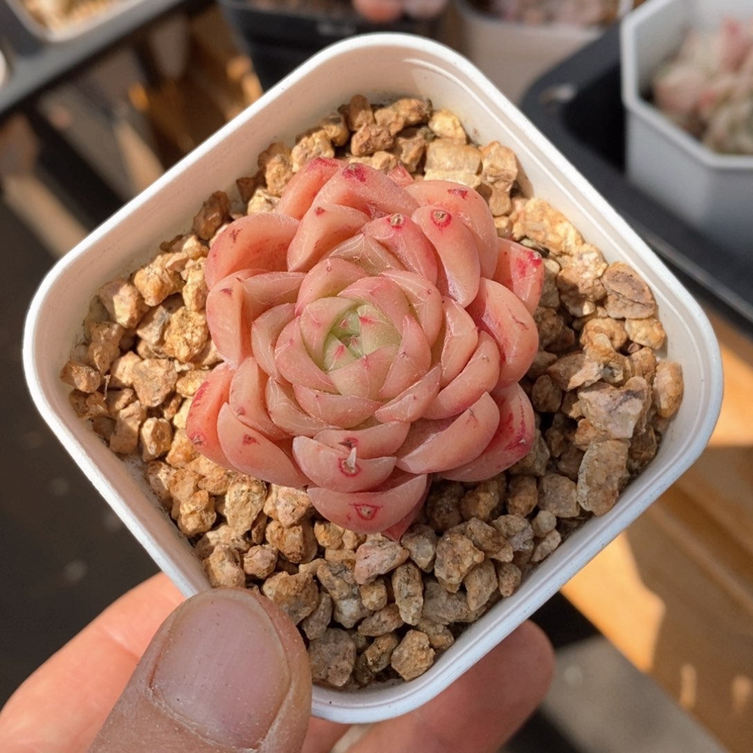 精品多肉一物一拍不包整14