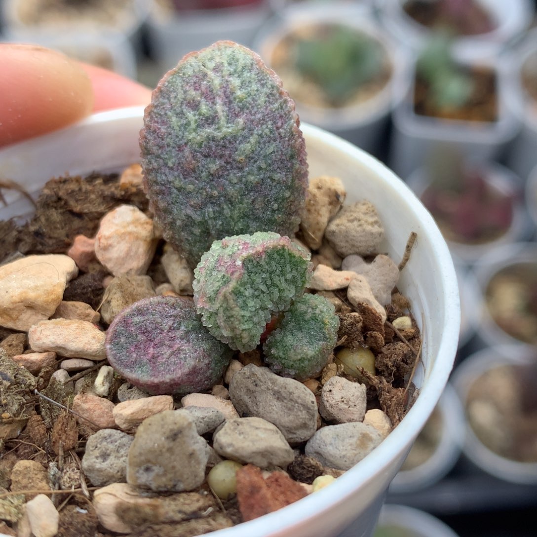 哈默绿猪肝 多肉植物水泡