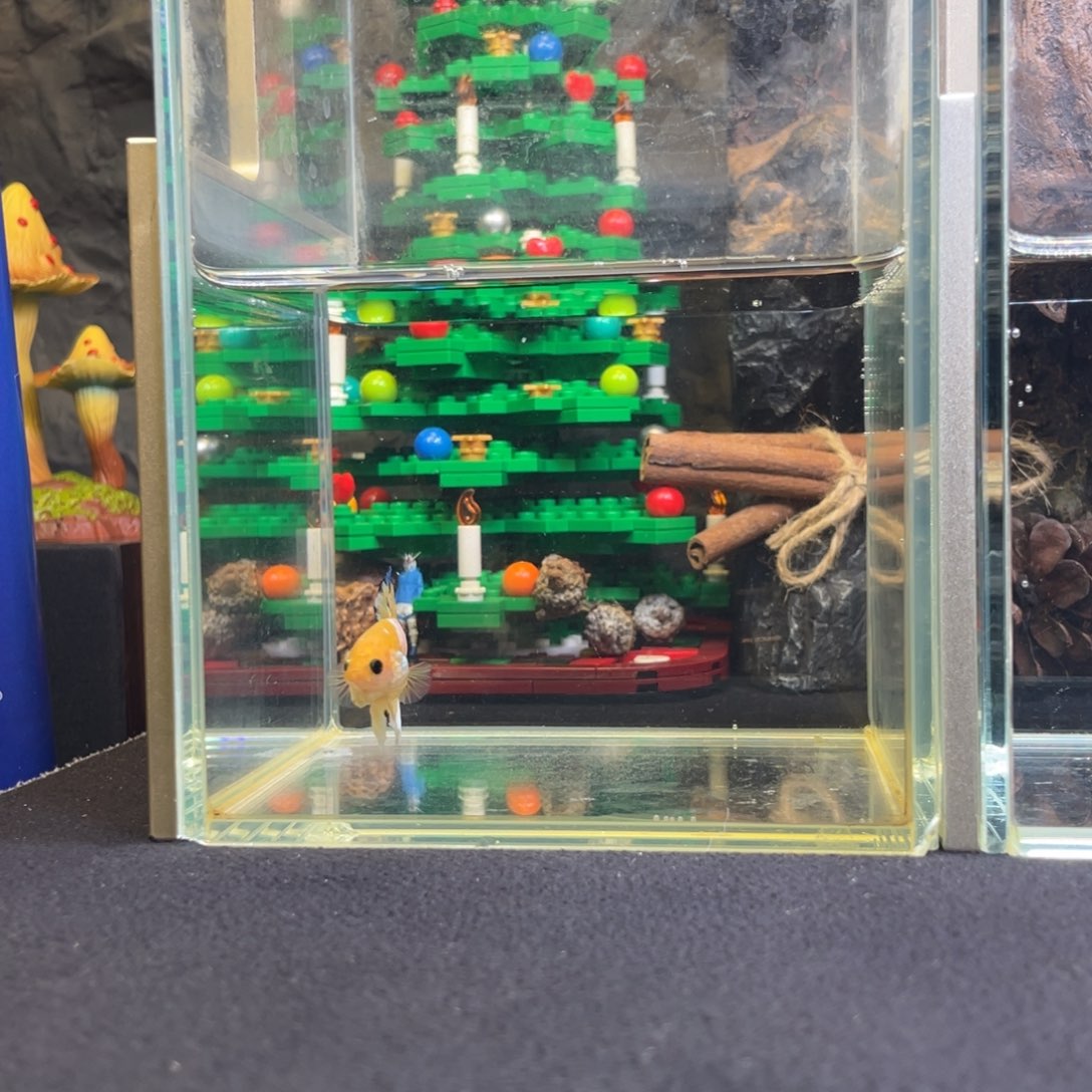 斗鱼十二月月九日竞价