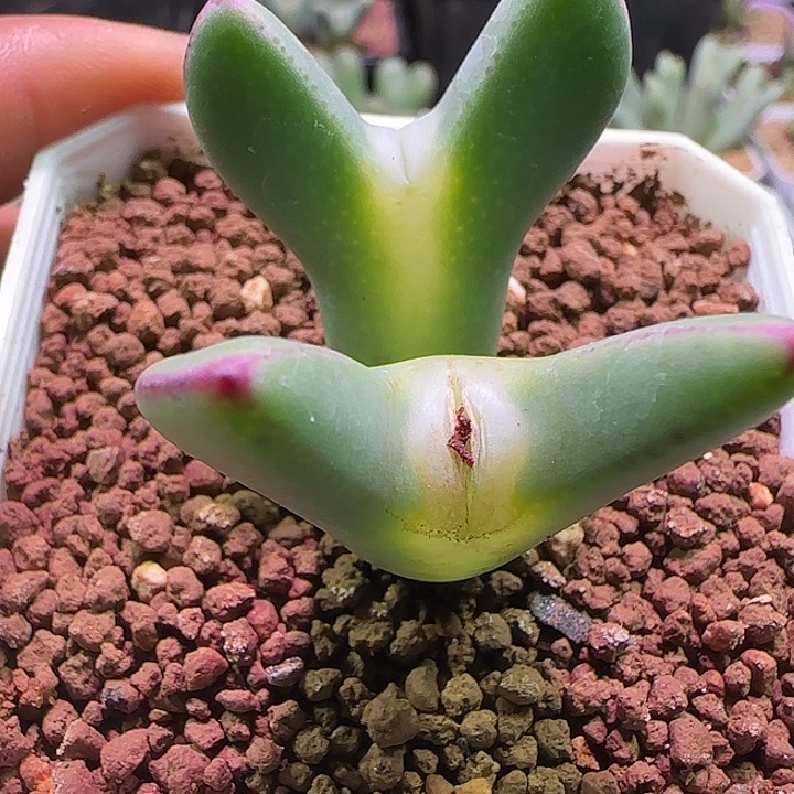 小***白哈哈哈哈哈哈哈哈。844