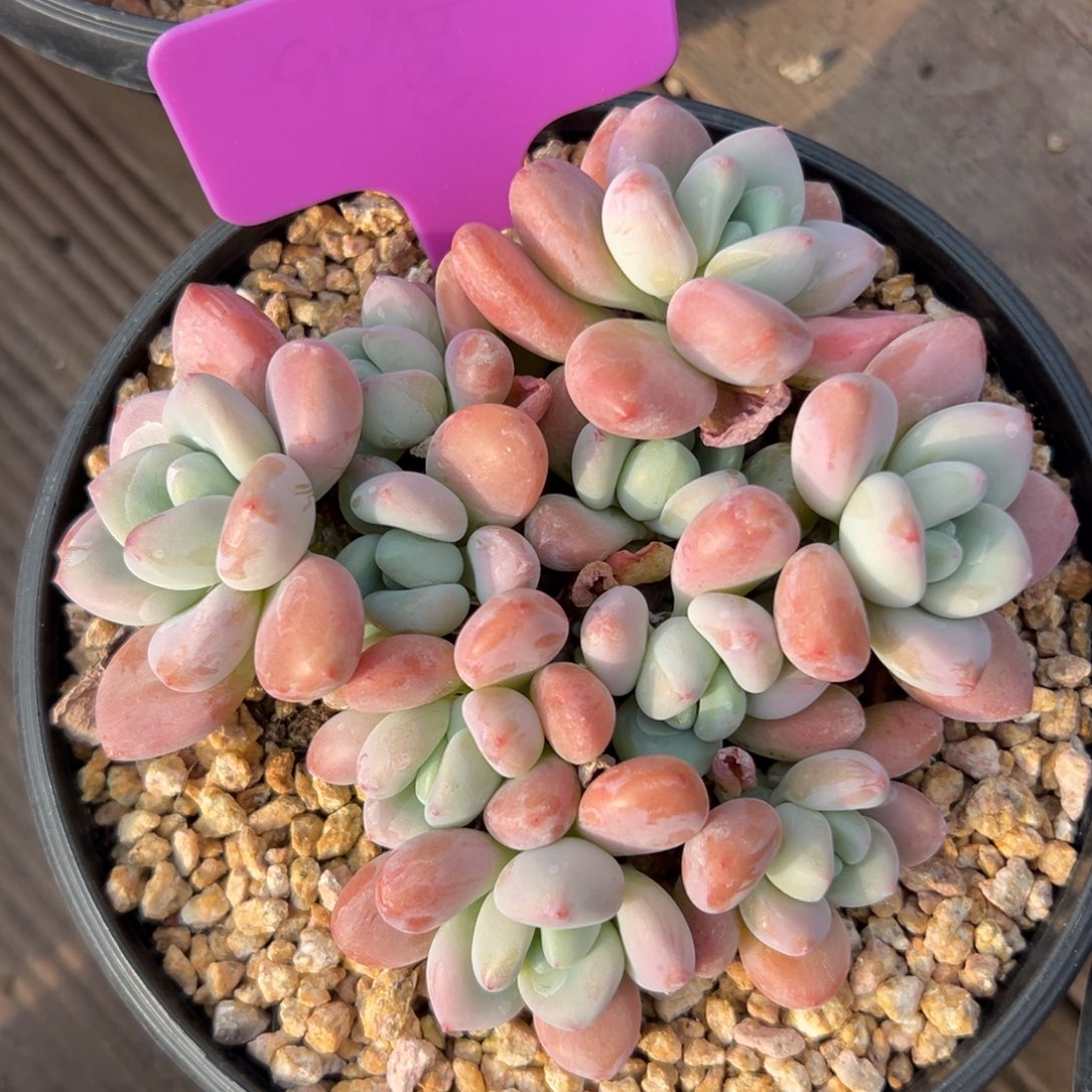 红洛神11111111111