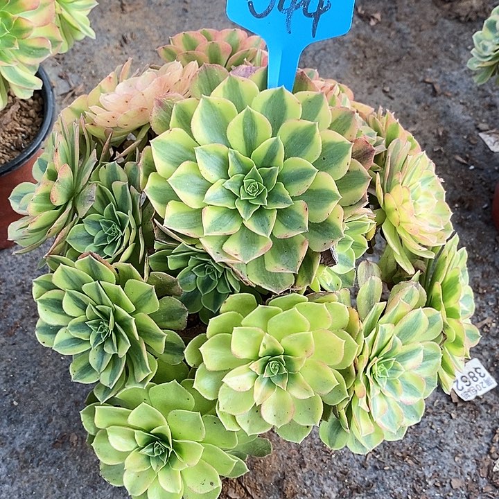 044 一颗雨何法师多肉