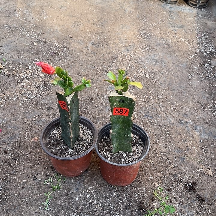 587+588嫁接蟹爪兰：索菲亚+雅丝
