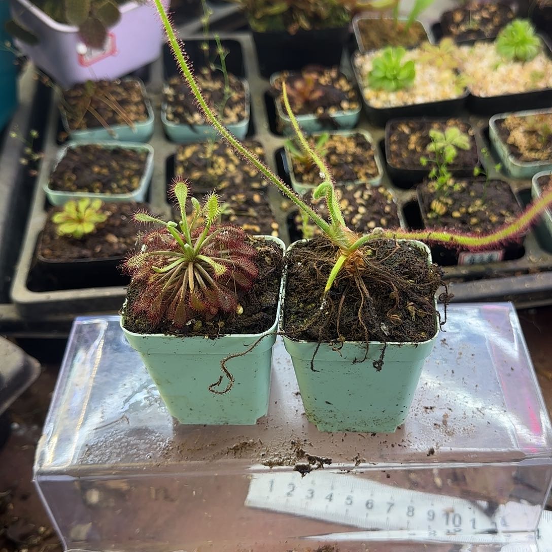 完全开放罗赖马双头 螺旋茅膏菜