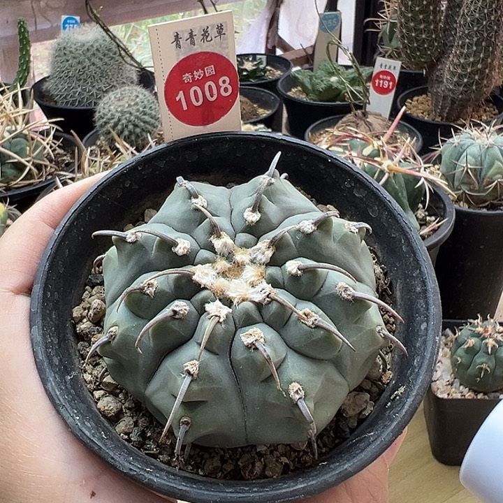 精选一本刺6.6cm3399