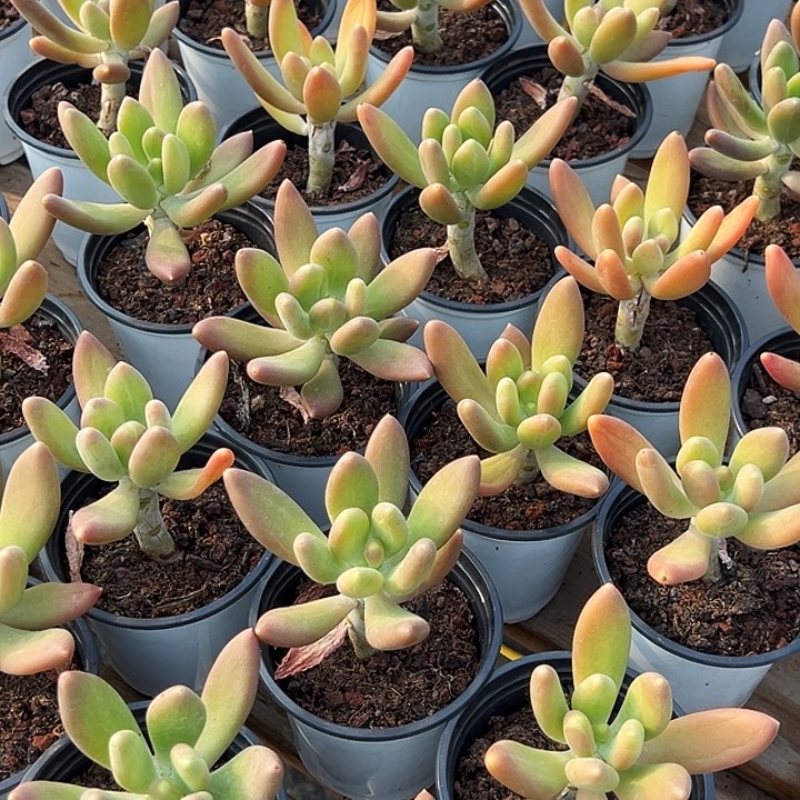       金蝉  福利多多