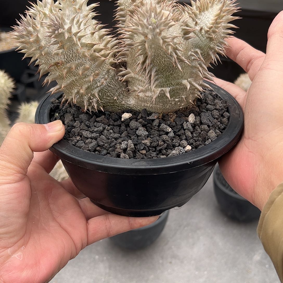 H***.惠比大黑 6668888