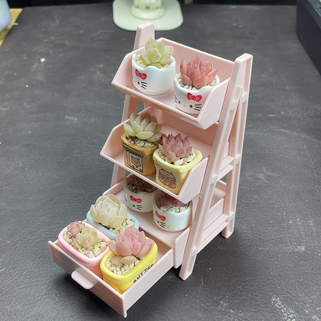 多肉植物一物一拍连盆带架子