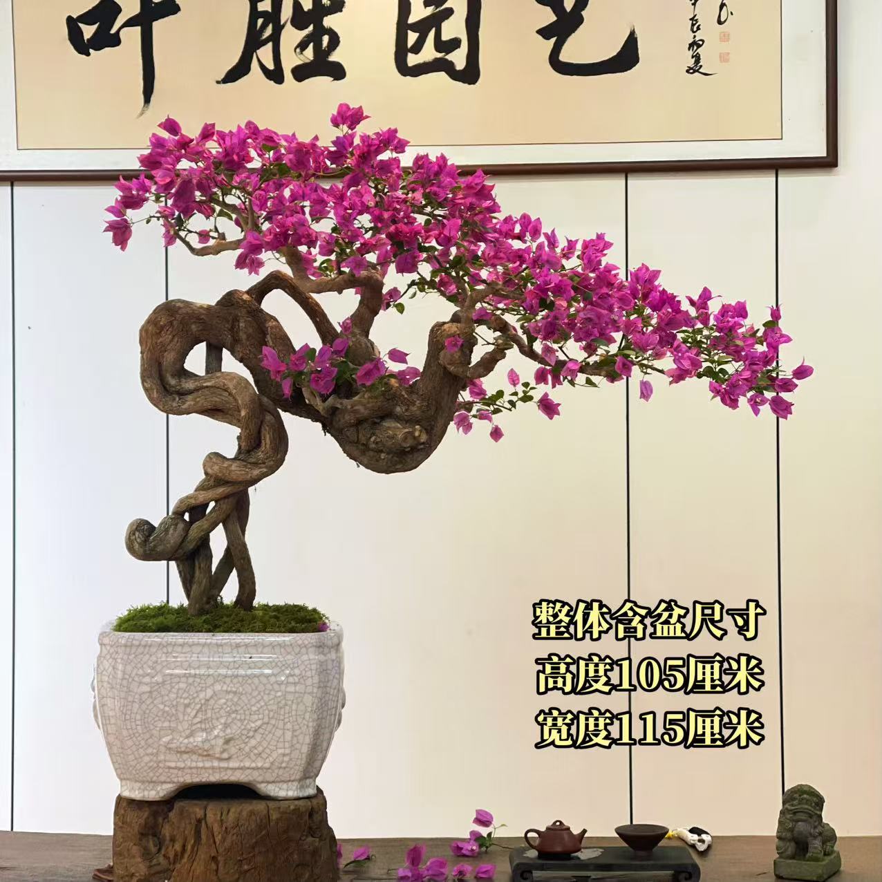【叶胜园艺】精品小叶紫老桩三角梅盆景