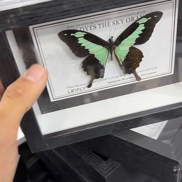 明***心蝴蝶标本定制版158