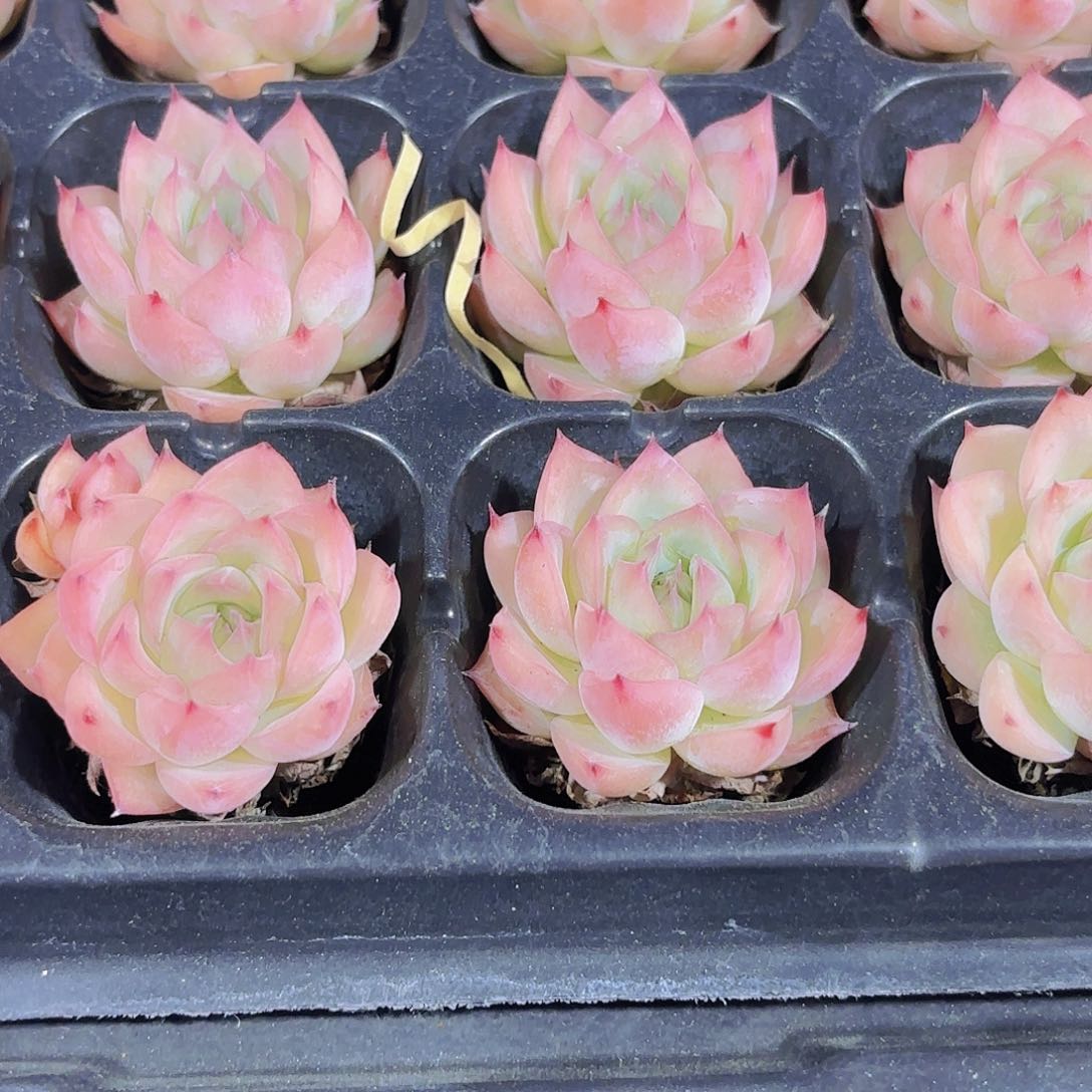 小穴苗梦幻女王3米2颗