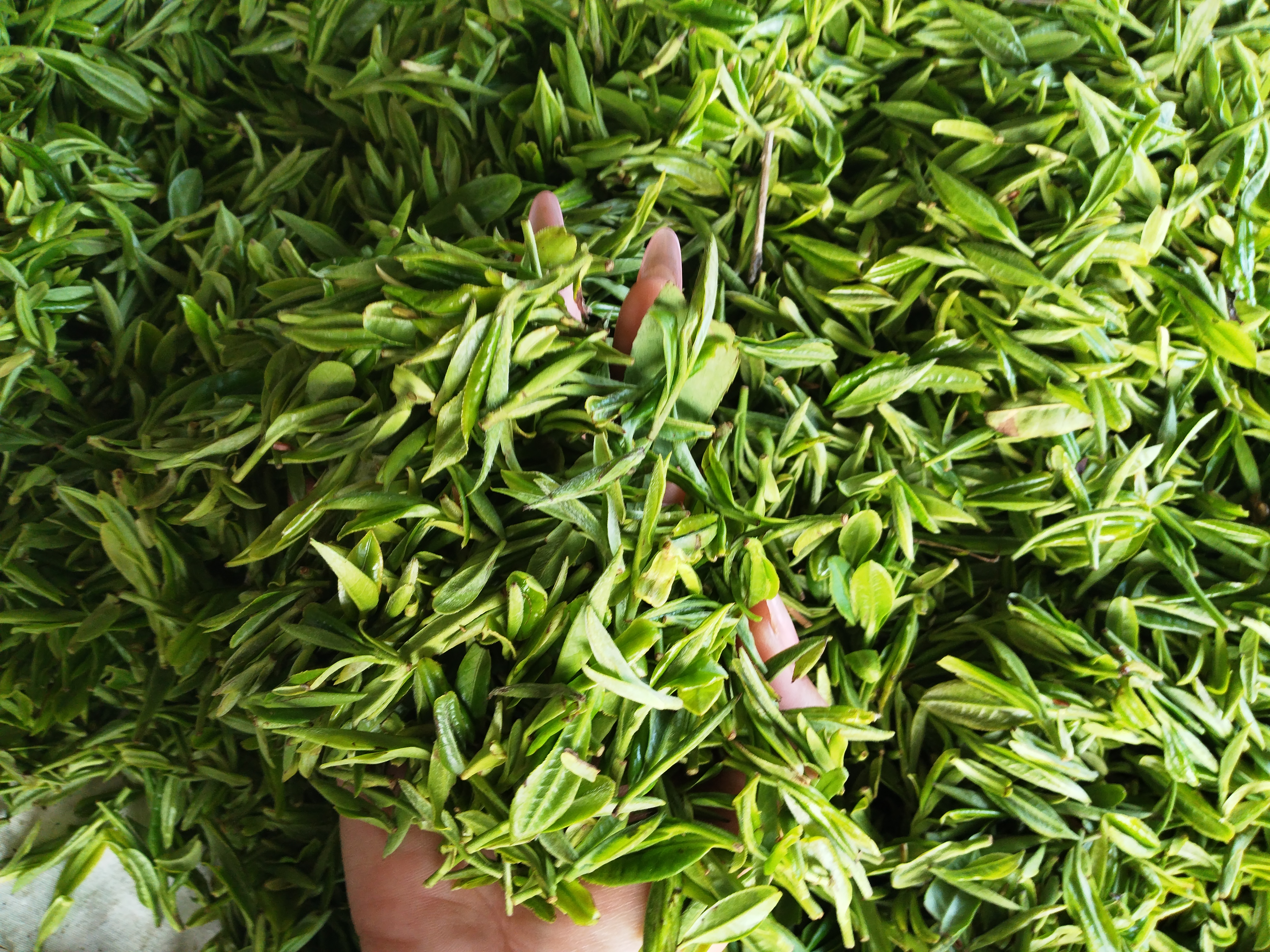 石台小李代购仙寓高山野茶柳蒿芽口粮茶