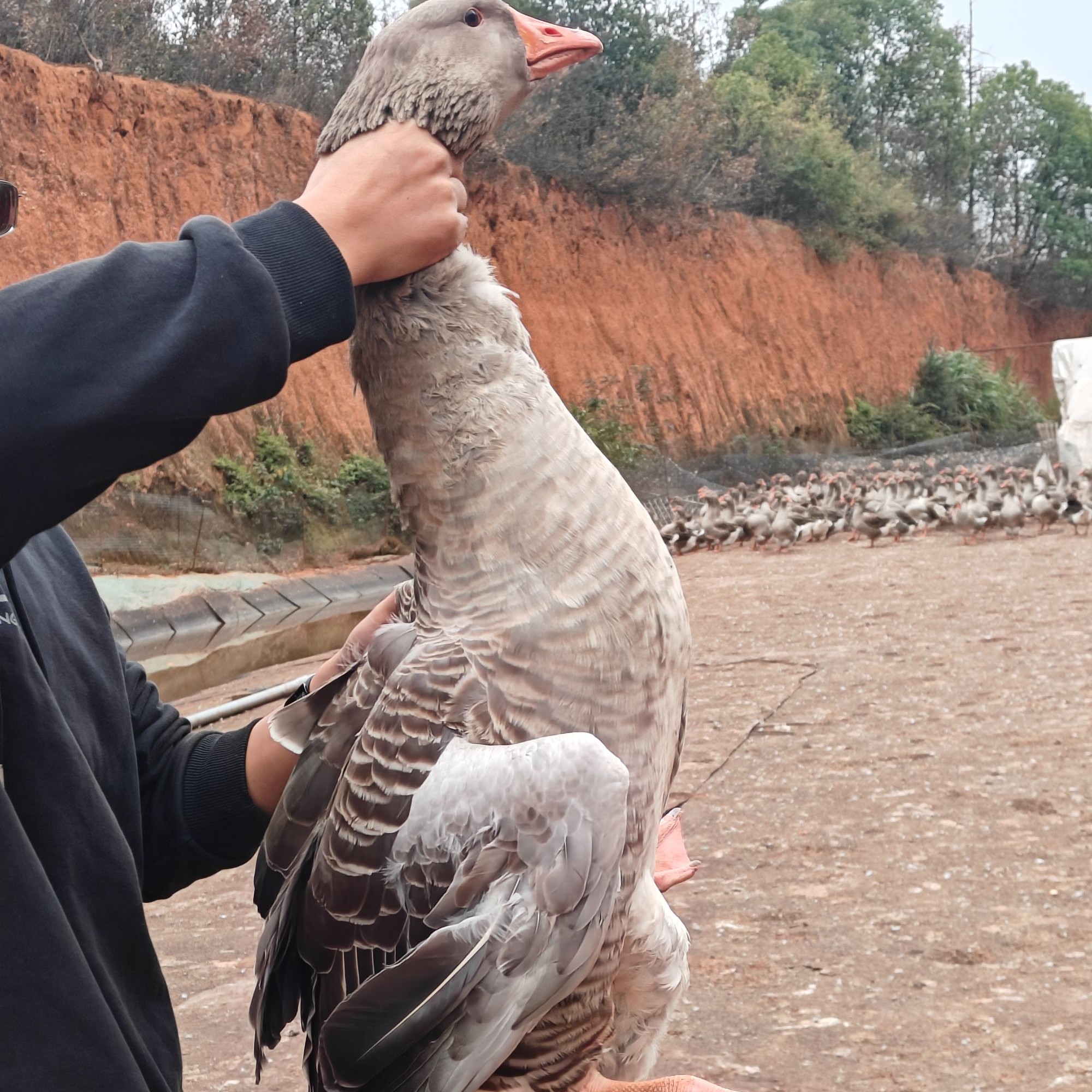 400多天产蛋散养走地朗德鹅雁鹅