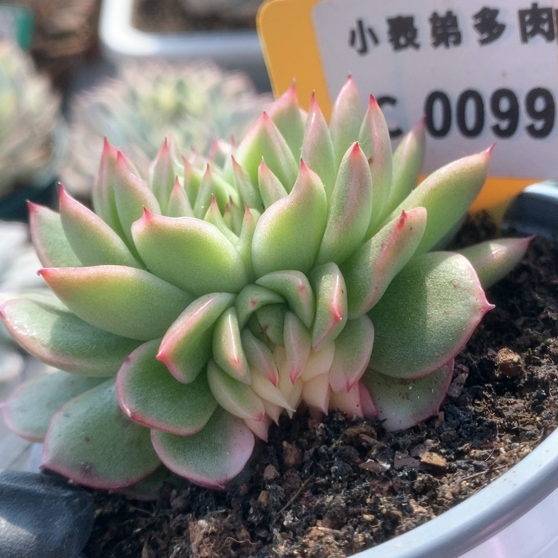 099东云锦锦锦锦锦锦