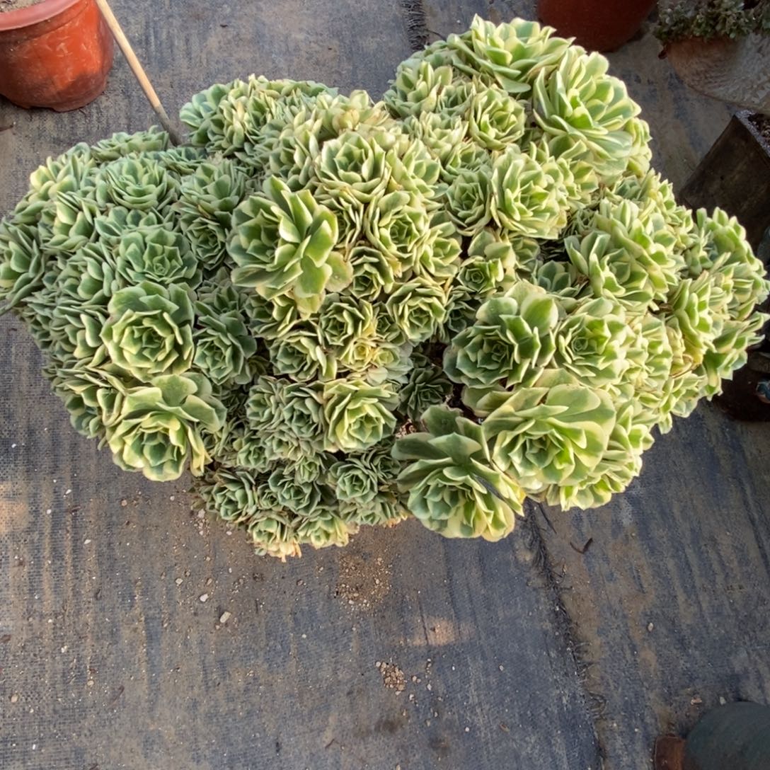 迈巴赫自然朵朵缀