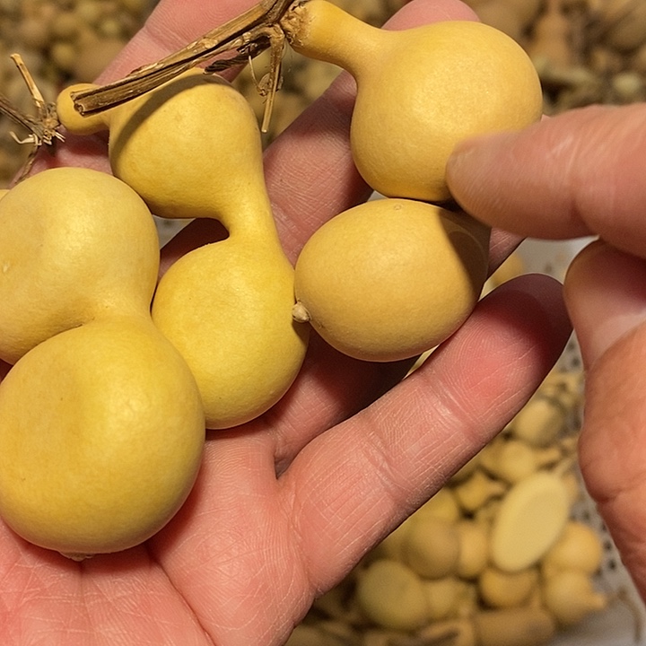 两***子精品葫芦手把葫芦14