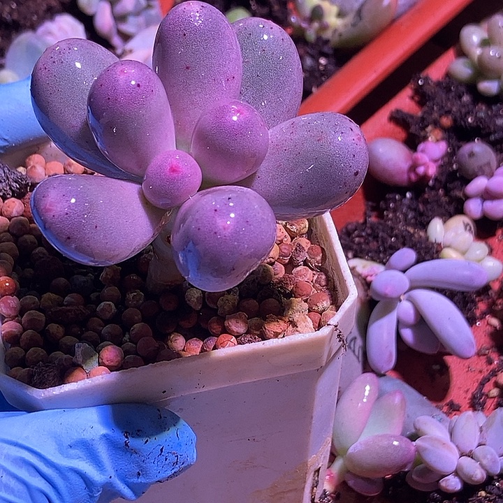 米可奶酪锦基因母本