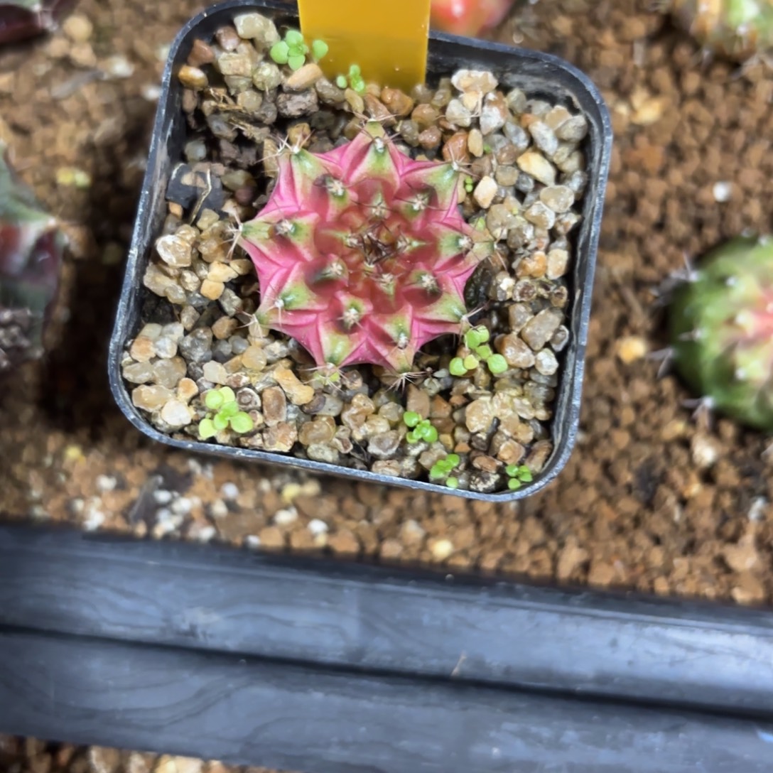 L741-0102泰国发货