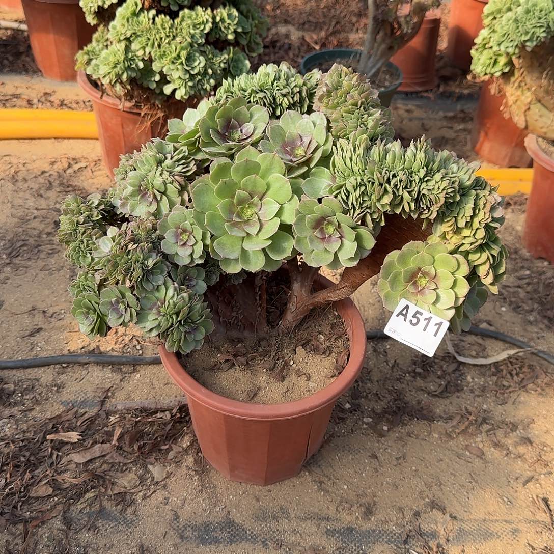 511万缀一颗呀呀呀