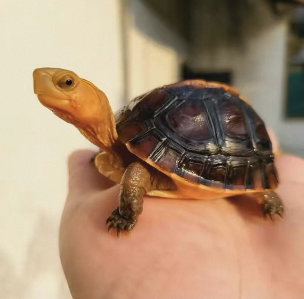 活体宠物活物龟3