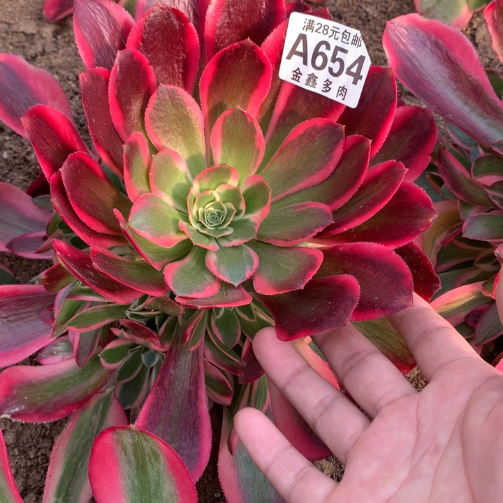 654多肉植物一物一拍