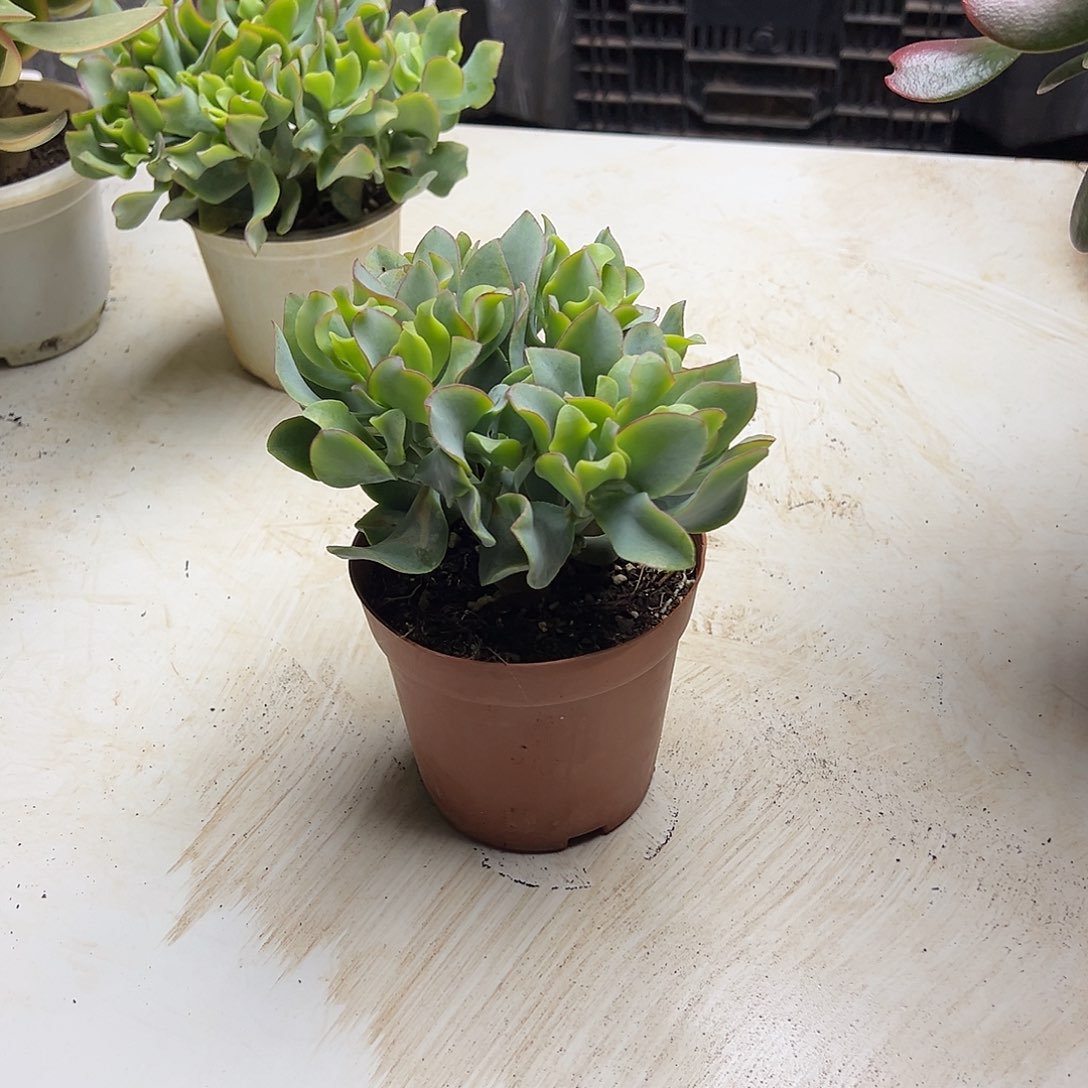 3年海带带盆土发货