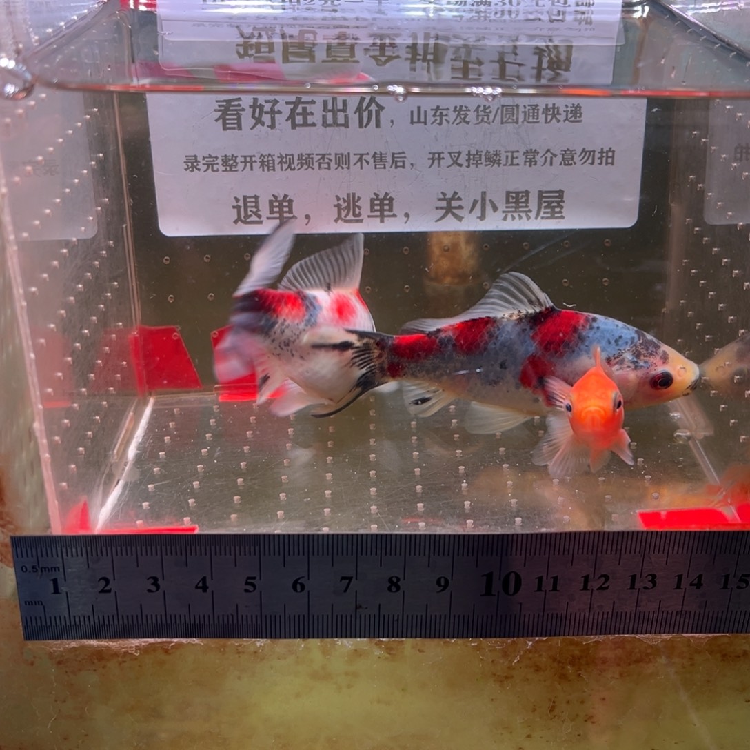 海水鱼168号我去看了一看