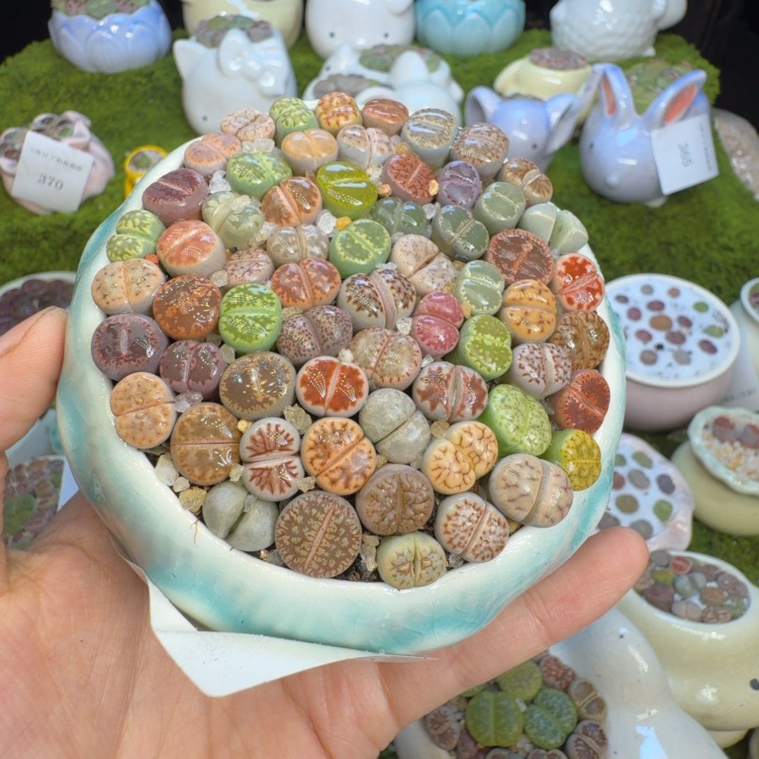 馨***堂多肉植物福利冲334