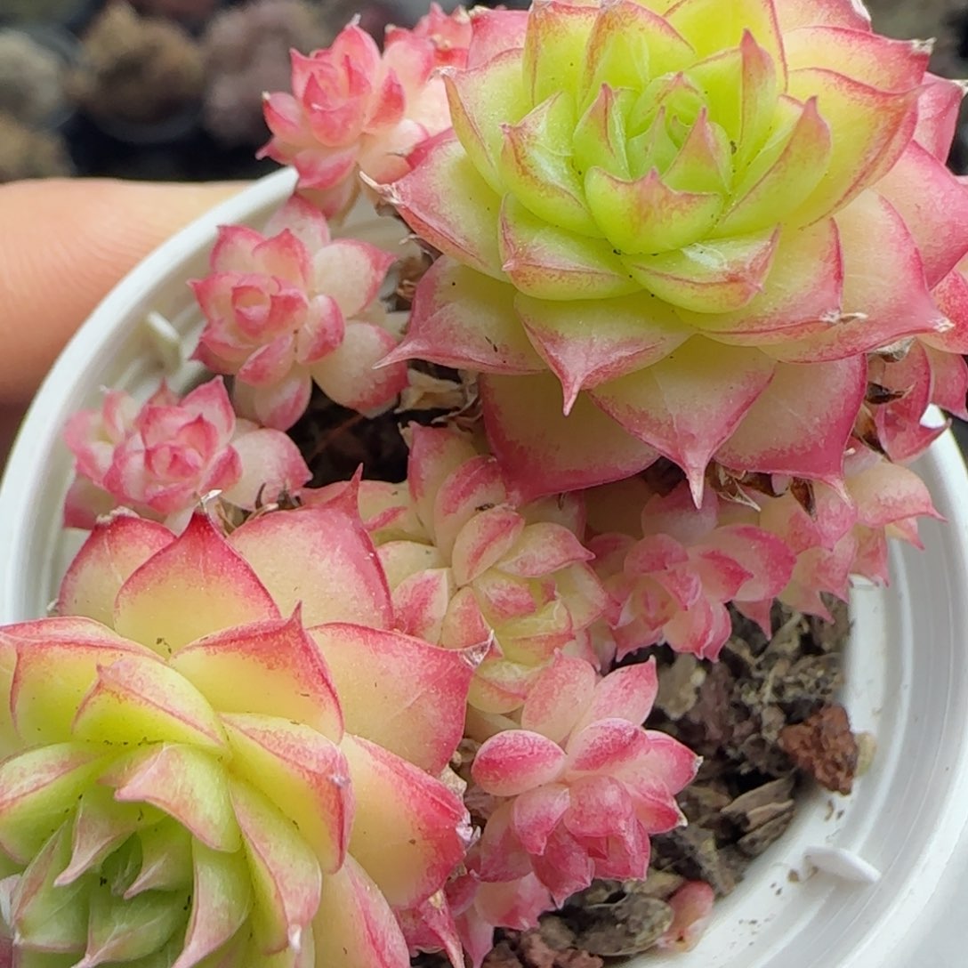 花语逸镜0226-532